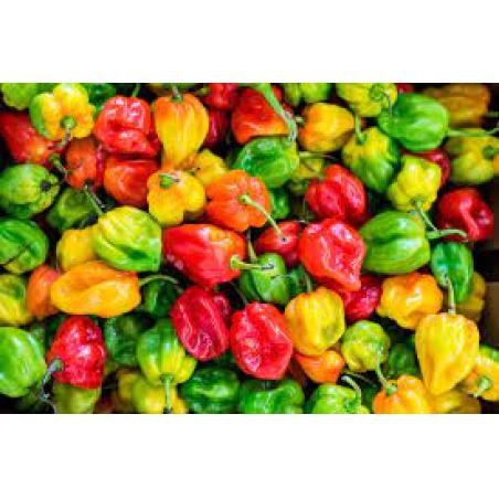 Piment Habanero 10g