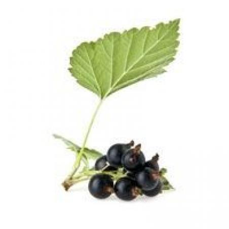 Cassis feuille 100g