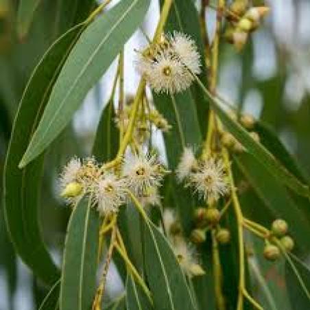 Eucalyptus feuille 100g