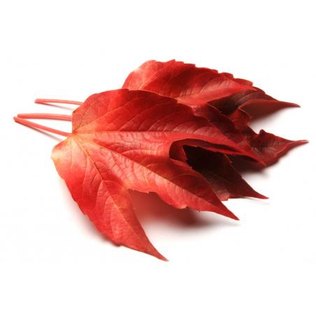 Vigne rouge feuille 100g