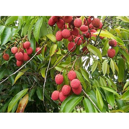 Miel de Litchi 250g